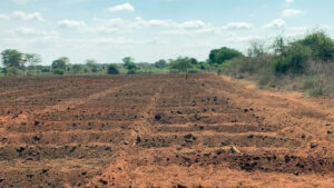 Opparbeidet og inndelt jorde for dyrking av mat i Kenya i Afrika 