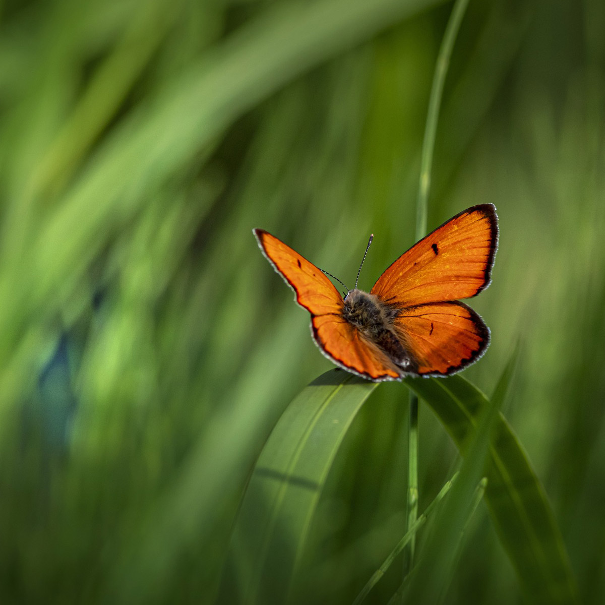 Bærekraft illustreres med en oransje sommerfugl flyt mot en grønn plantebakgrunn